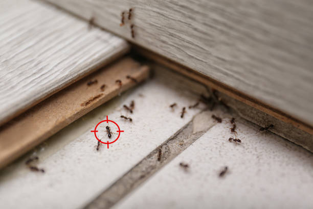 Best Flea Control Services  in Moroni, UT