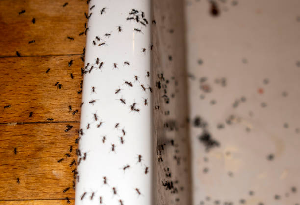 Trusted Moroni, UT Pest Control Experts