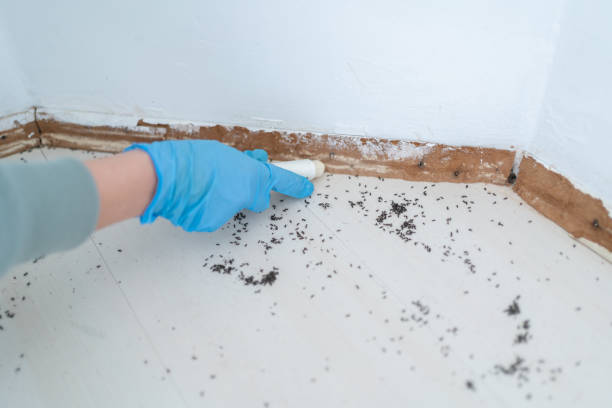 Best Insect Control  in Moroni, UT